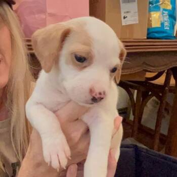 Dottie -  American Bulldog Dog for Adoption in Brentwood, Tennessee - Dottie | PetCurious
