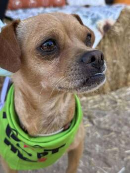 Rescue Chihuahua and Pug Dogs for Adoption in Mission Viejo, California - Hugo | PetCurious
