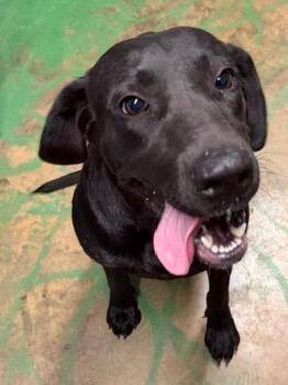 Star 26 -  Labrador Retriever Dog for Adoption in Brookhaven, Mississippi - Star 26 | PetCurious