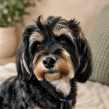 Jasmine -  Shih Tzu and Mixed Breed Dog for Adoption in Coachella, California - Jasmine | PetCurious