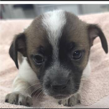 Pluto -  Chihuahua Dog for Adoption in Longmont, Colorado - Pluto | PetCurious