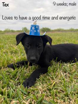 Black Labrador Retriever and German Shepherd Dog Dogs Available for Adoption in Paramus, New Jersey - Tex | PetCurious