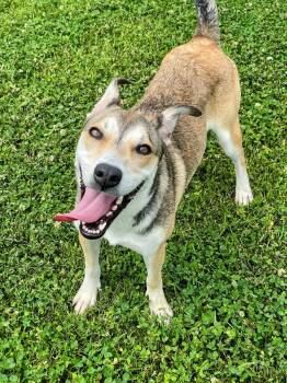 German Shepherd Dog Dogs Available for Adoption in Jackson, Mississippi - Addie | PetCurious