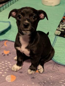 JUNIPER -  Chihuahua Dog for Adoption in Broomfield, Colorado - JUNIPER | PetCurious