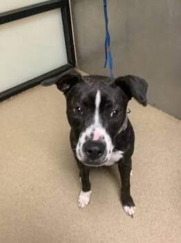 Rescue Boxer and Mixed Breed Dogs for Adoption in Fort Worth, Texas - Daisy | PetCurious