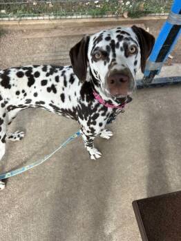 Rescue Dalmatian and Mixed Breed Dogs for Adoption in Fort Collins, Colorado - Dulce The Dalmatian | PetCurious