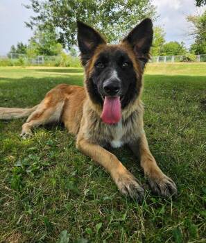 Charlotte -  German Shepherd Dog Dog for Adoption - Charlotte | PetCurious