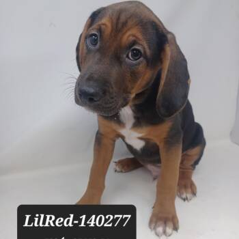 Mountain Cur and Mixed Breed Dogs Available for Adoption - Lil Red | PetCurious