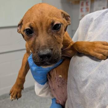 Soda -  Mixed Breed Dog for Adoption in Greenville, South Carolina - Soda | PetCurious