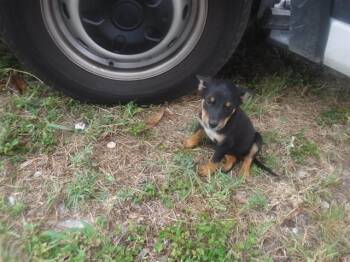 RUTH -  Terrier and Mixed Breed Dog for Adoption in Doral, Florida - RUTH | PetCurious