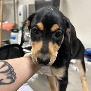 Labrador Retriever and Mixed Breed Dogs Available for Adoption in Reno, Nevada - Willow | PetCurious