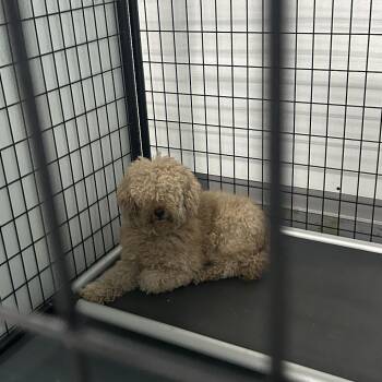 Poodle and Mixed Breed Dogs Available for Adoption - Grover | PetCurious