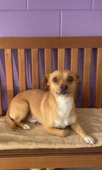 **ELIJAH** -  Chihuahua Dog for Adoption in North Prairie, Wisconsin - **ELIJAH** | PetCurious