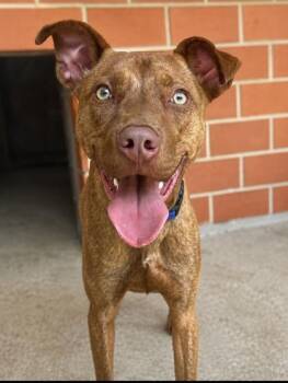 Jax -  Shepherd and Mixed Breed Dog for Adoption in San Antonio, Texas - Jax | PetCurious