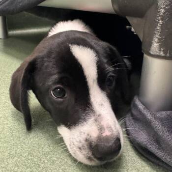 New Jersey -  Mixed Breed Dog for Adoption in West Palm Beach, Florida - New Jersey | PetCurious