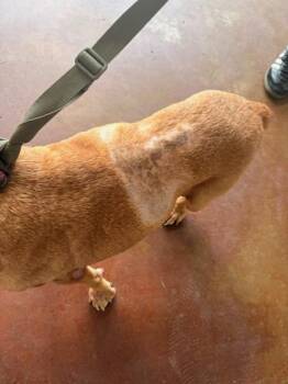 Chloe -  Pit Bull Terrier and Mixed Breed Dog Available for Adoption in New Orleans, Louisiana - Chloe | PetCurious