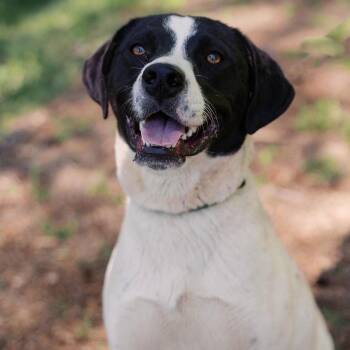 Capri -  Border Collie and Labrador Retriever Dog for Adoption - Capri | PetCurious