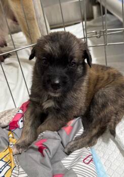 Dandy -  Shepherd and Mixed Breed Dog for Adoption in Carthage, Missouri - Dandy | PetCurious