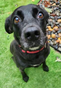 Amy -  Black Labrador Retriever and Beagle Dog for Adoption in Pelzer, South Carolina - Amy | PetCurious
