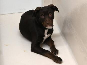 Pit Bull Terrier and Mixed Breed Dogs Available for Adoption - April | PetCurious