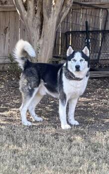 Odin -  Alaskan Malamute Dog for Adoption in Fort Worth, Texas - Odin | PetCurious