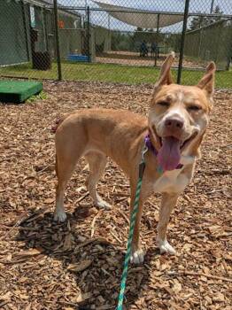 Husky Dogs Available for Adoption in Leesburg, Virginia - BAILEY | PetCurious