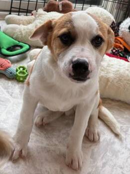 Shepherd Dogs Available for Adoption - Durham | PetCurious