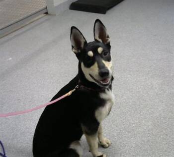 Rescue Australian Kelpie and Mixed Breed Dogs for Adoption in Pasadena, Texas - A179203 | PetCurious