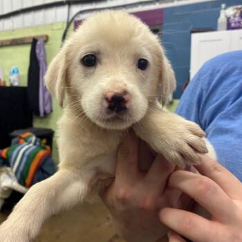 Jelly -  Mixed Breed Dog for Adoption in Corbin, Kentucky - Jelly | PetCurious