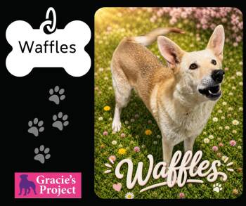 Husky Dogs Available for Adoption in Canyon, Texas - Waffles | PetCurious