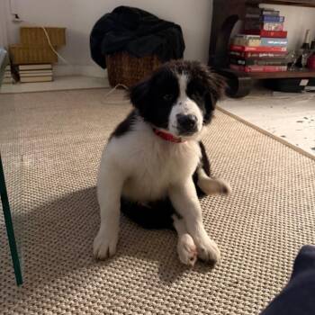 Great Pyrenees and Australian Shepherd Dogs Available for Adoption - Mars | PetCurious