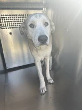 Rescue Labrador Retriever and Mixed Breed Dogs for Adoption in Fort Worth, Texas - 59764037 | PetCurious