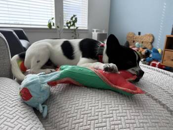 Pomeranian and French Bulldog Dogs Available for Adoption in Denver, Colorado - Stanley | PetCurious