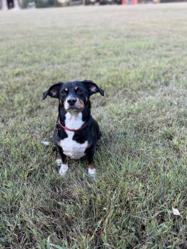 Bridgett -  Dachshund and Beagle Dog for Adoption in Nashville, Tennessee - Bridgett | PetCurious