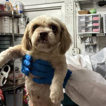 Peony -  Shih Tzu Dog for Adoption in Edinburg, Texas - Peony | PetCurious