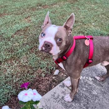 John Wayne in MO -  Boston Terrier Dog for Adoption - John Wayne In MO | PetCurious