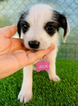 Rescue Chihuahua and Terrier Dogs for Adoption in San Diego, California - Julia | PetCurious