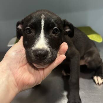 Mita -  Mixed Breed Dog for Adoption in Chattanooga, Tennessee - Mita | PetCurious