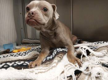 Oden -  Pug and Pit Bull Terrier Dog for Adoption in Liberty, Missouri - Oden | PetCurious