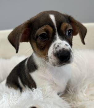 Rocky Balboa -  Beagle and Terrier Dog for Adoption in Lawrenceville, Georgia - Rocky Balboa | PetCurious