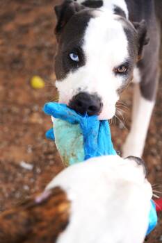 Rescue Pit Bull Terrier Dogs for Adoption in El Paso, Texas - Gunner | PetCurious