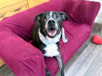 Moxie Foxie Friend to All -  Pit Bull Terrier and Labrador Retriever Dog for Adoption in Friendswood, Texas - Moxie Foxie Friend To All | PetCurious