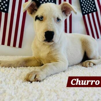 Churro -  Husky and Mixed Breed Dog for Adoption in South Elgin, Illinois - Churro | PetCurious