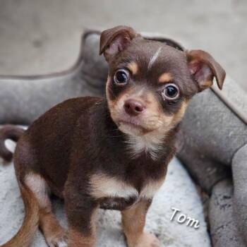 Chihuahua Dogs Available for Adoption - Tom | PetCurious