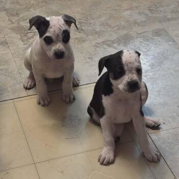 Boxer and Pit Bull Terrier Dogs Available for Adoption - Alpine | PetCurious