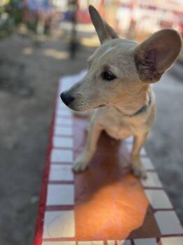Rescue Basenji and Terrier Dogs for Adoption in Poway, California - Pinky | PetCurious