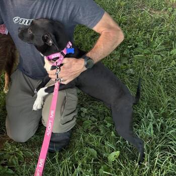 Trinity -  Pit Bull Terrier and Boxer Dog for Adoption in Potomac, Maryland - Trinity | PetCurious