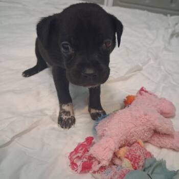 Bosco 2644 -  Black Labrador Retriever and Mixed Breed Dog for Adoption in Loxahatchee Groves, Florida - Bosco 2644 | PetCurious
