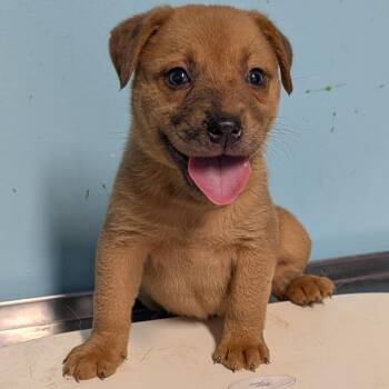 Caroline -  Mixed Breed Dog for Adoption in Jefferson City, Tennessee - Caroline | PetCurious
