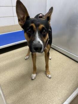 Mixed Breed Dogs Available for Adoption - Sunshyne | PetCurious